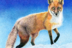 Fox001