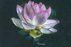 Water lily