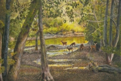 Deer In Forest